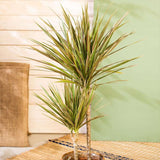 Trunchiul Fericirii (Dracena) Bicolor - 135-140 cm