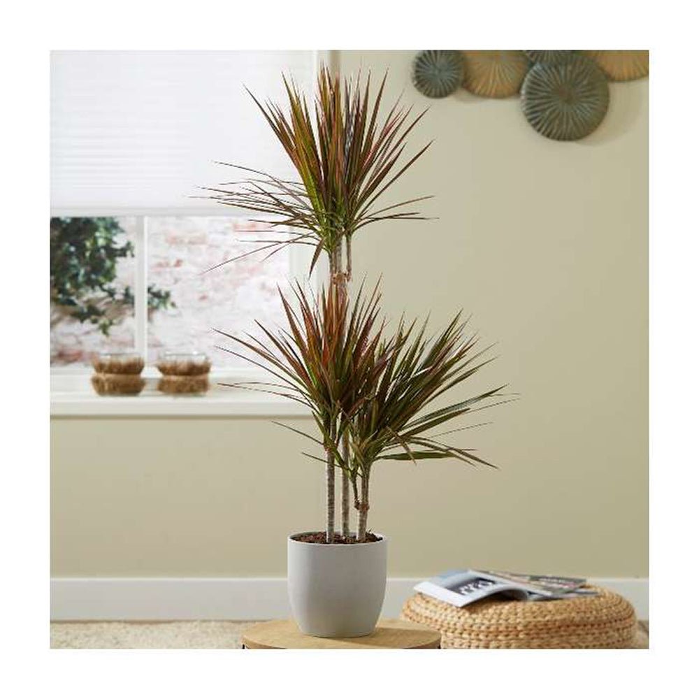 Trunchiul Fericirii (Dracena) Bicolor - 135-140 cm