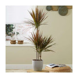 Trunchiul Fericirii (Dracena) Bicolor - 135-140 cm
