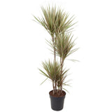 Trunchiul Fericirii (Dracena) Bicolor - 135-140 cm