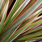 Trunchiul Fericirii (Dracena) Bicolor - 135-140 cm