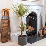 Trunchiul Fericirii (Dracena) Bicolor - 135-140 cm