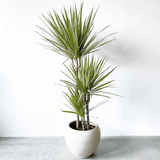 Trunchiul Fericirii (Dracena) Bicolor - 135-140 cm
