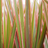 Trunchiul Fericirii (Dracena) Bicolor - 135-140 cm