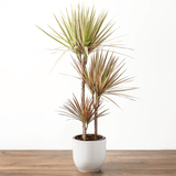 Trunchiul Fericirii (Dracena) Bicolor - 135-140 cm