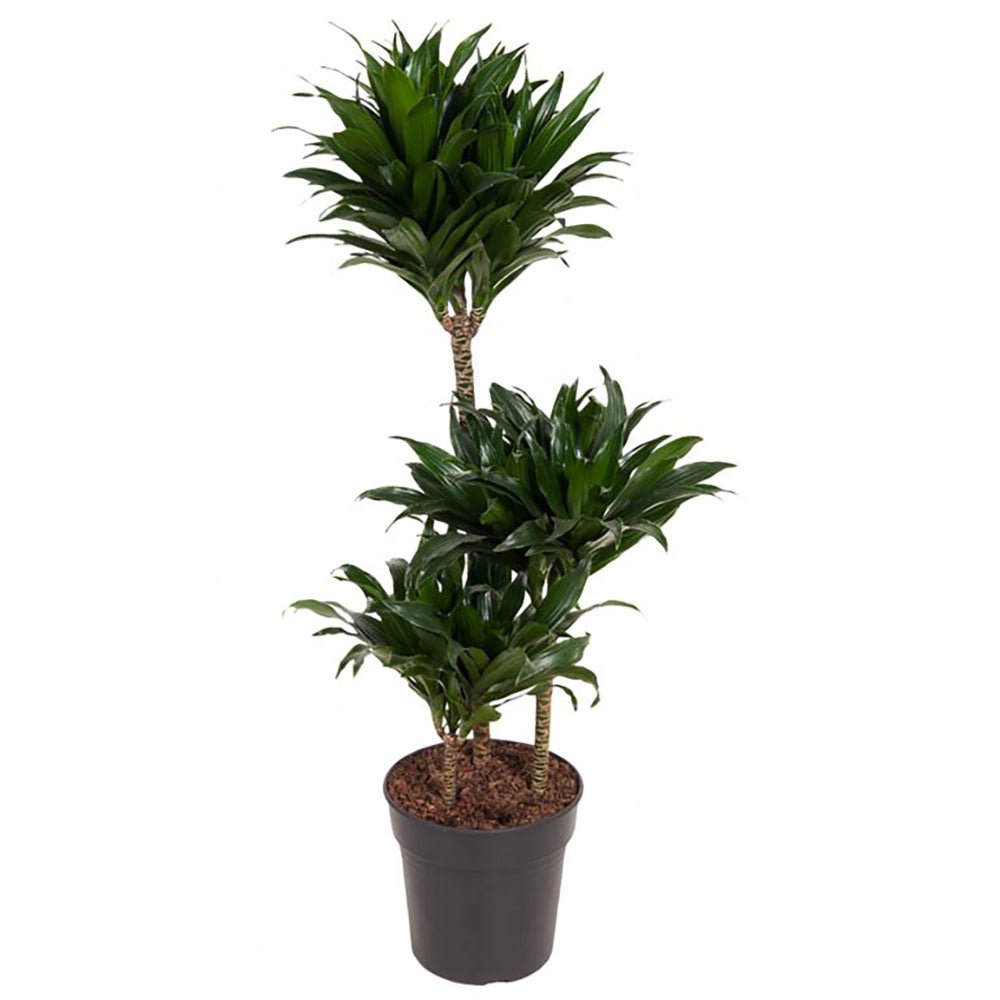 Trunchiul Fericirii (Dracena) Compacta - 100 cm - VERDENA-100 cm inaltime livrat in ghiveci de 9 l