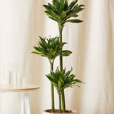 Trunchiul Fericirii (Dracena) Compacta - 100 cm - VERDENA-100 cm inaltime livrat in ghiveci de 9 l