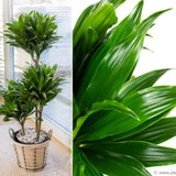 Trunchiul Fericirii (Dracena) Compacta - 100 cm - VERDENA-100 cm inaltime livrat in ghiveci de 9 l