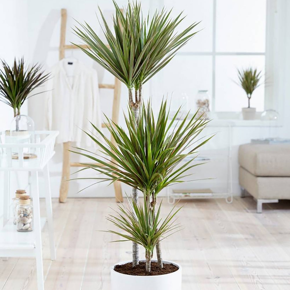 Trunchiul Fericirii (Dracena) Bicolor - 100 cm