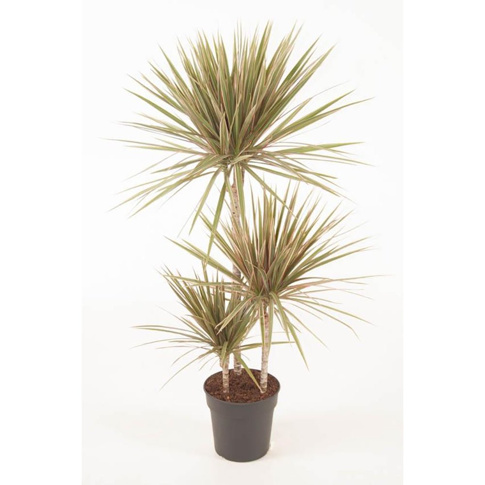 Trunchiul Fericirii (Dracena) Bicolor, Tulpini Multiple - 120 cm