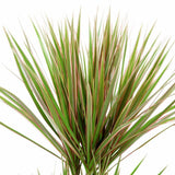 Trunchiul Fericirii (Dracena) Bicolor - 135-140 cm