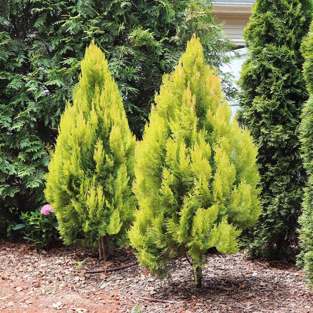 Tuia auriu 4Ever Goldy, gard viu vesnic verde - VERDENA-40-50 cm inaltime, livrat in ghiveci de 3 l