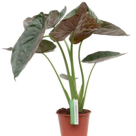 Urechea elefantului (Alocasia wentii) - 65 cm - VERDENA-65 cm inaltime in ghiveci de 3 l