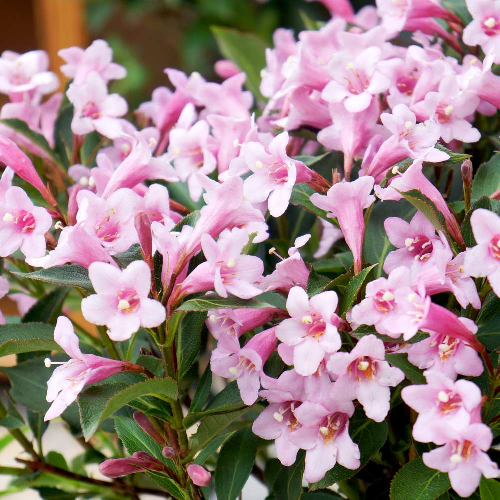 Weigela roz-alb Pink Poppet