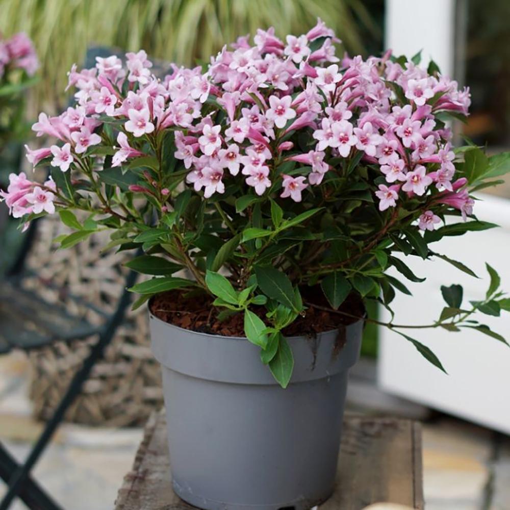 Weigela roz-alb Pink Poppet