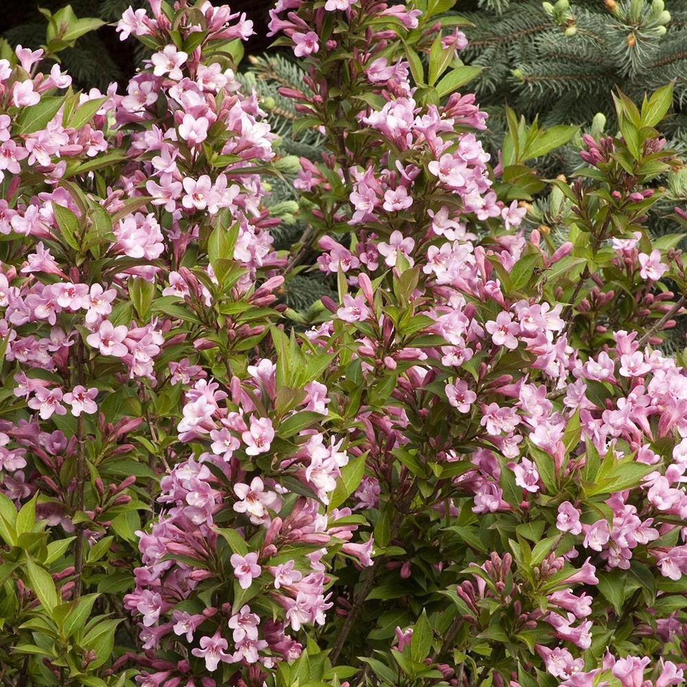 Weigela roz-alb Pink Poppet