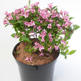 Weigela roz-alb Pink Poppet