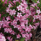 Weigela roz-alb Pink Poppet