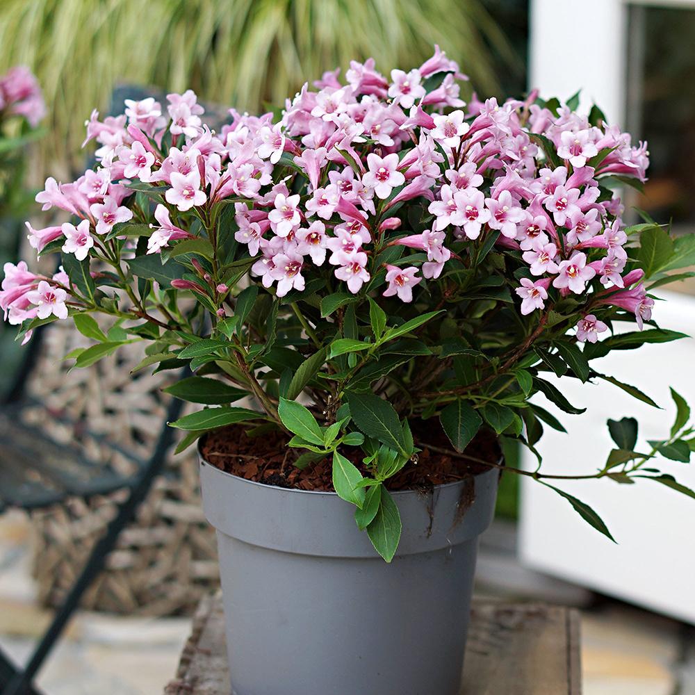 Weigela roz-alb Pink Poppet