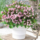 Weigela roz-alb Pink Poppet