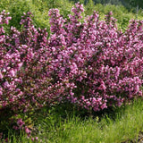 Veigela Purpurea - VERDENA-30-35 cm cm inaltime livrat in ghiveci de 3 L