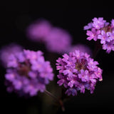 Verbena Lilac, 10-20 cm inaltime, in ghiveci de 1L