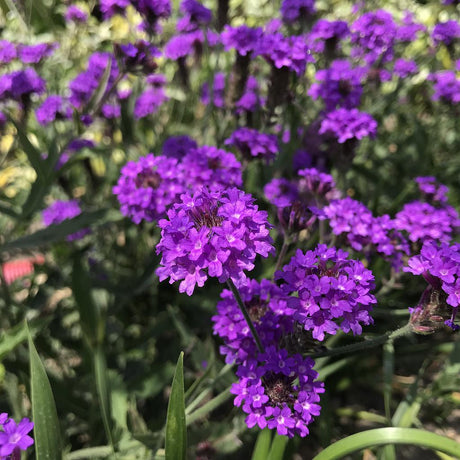 Verbena Venosa