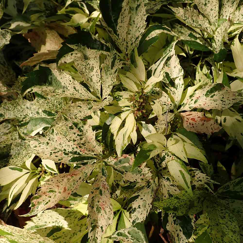 Vita Salbatica Bicolora Star Showers (Parthenocissus), cataratoare