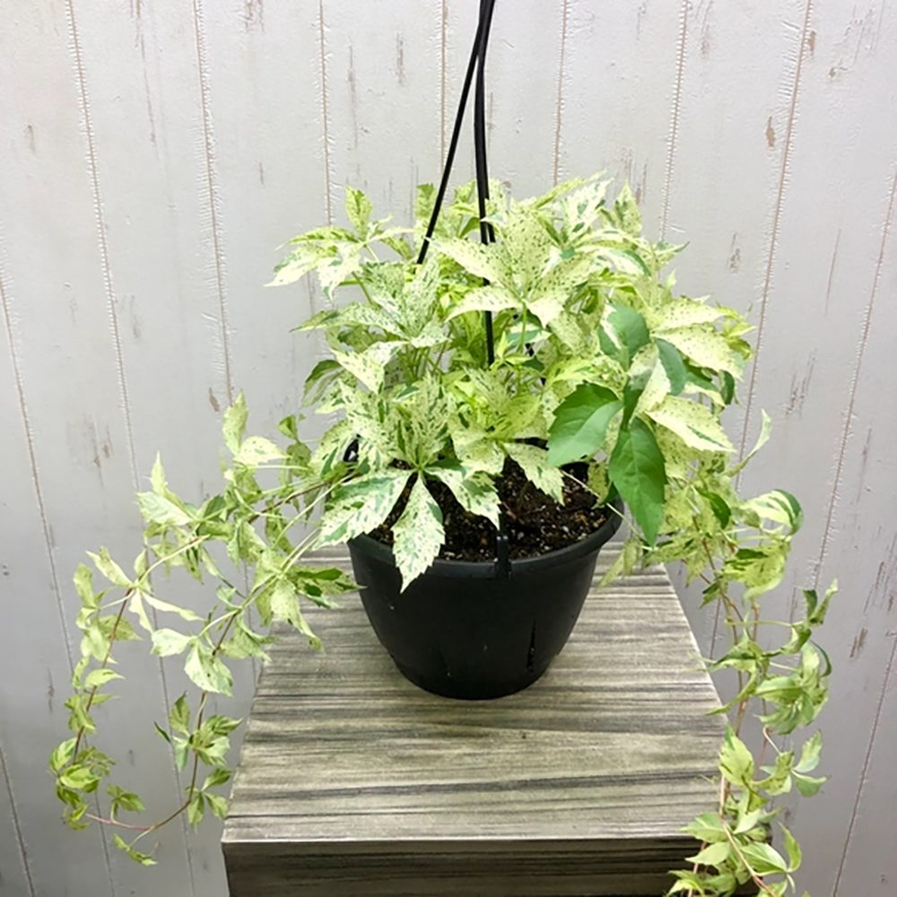 Vita Salbatica Bicolora Star Showers (Parthenocissus), cataratoare