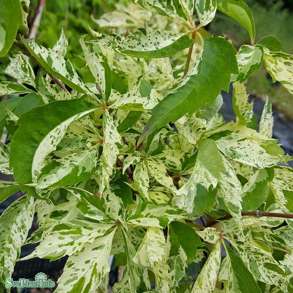 Vita Salbatica Bicolora Star Showers (Parthenocissus), cataratoare - VERDENA-65 cm inaltime, livrat in ghiveci de 2 l