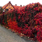 Vita Salbatica de Canada Engelmanii (Parthenocissus), cataratoare - VERDENA-65 cm inaltime, livrat in ghiveci de 2 l