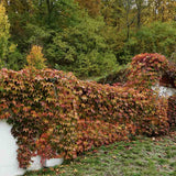 Vita Salbatica de Canada Engelmanii (Parthenocissus), cataratoare - VERDENA-65 cm inaltime, livrat in ghiveci de 2 l