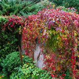 Vita Salbatica de Canada Engelmanii (Parthenocissus), cataratoare - VERDENA-65 cm inaltime, livrat in ghiveci de 2 l