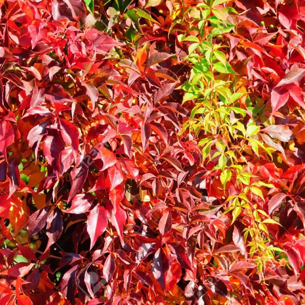 Vita Salbatica de Canada Engelmanii (Parthenocissus), cataratoare - VERDENA-65 cm inaltime, livrat in ghiveci de 2 l