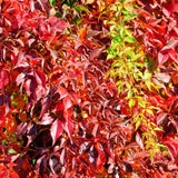 Vita Salbatica de Canada Engelmanii (Parthenocissus), cataratoare - VERDENA-65 cm inaltime, livrat in ghiveci de 2 l