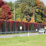 Vita Salbatica de Canada Engelmanii (Parthenocissus), cataratoare - VERDENA-65 cm inaltime, livrat in ghiveci de 2 l