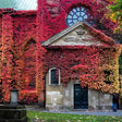 Vita Salbatica de Canada (Parthenocissus Henryana), cataratoare, cu frunze rosii de toamna - VERDENA-65 cm inaltime, livrat in ghiveci de 2 l