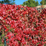 Vita Salbatica de Canada (Parthenocissus Henryana), cataratoare, cu frunze rosii de toamna - VERDENA-65 cm inaltime, livrat in ghiveci de 2 l