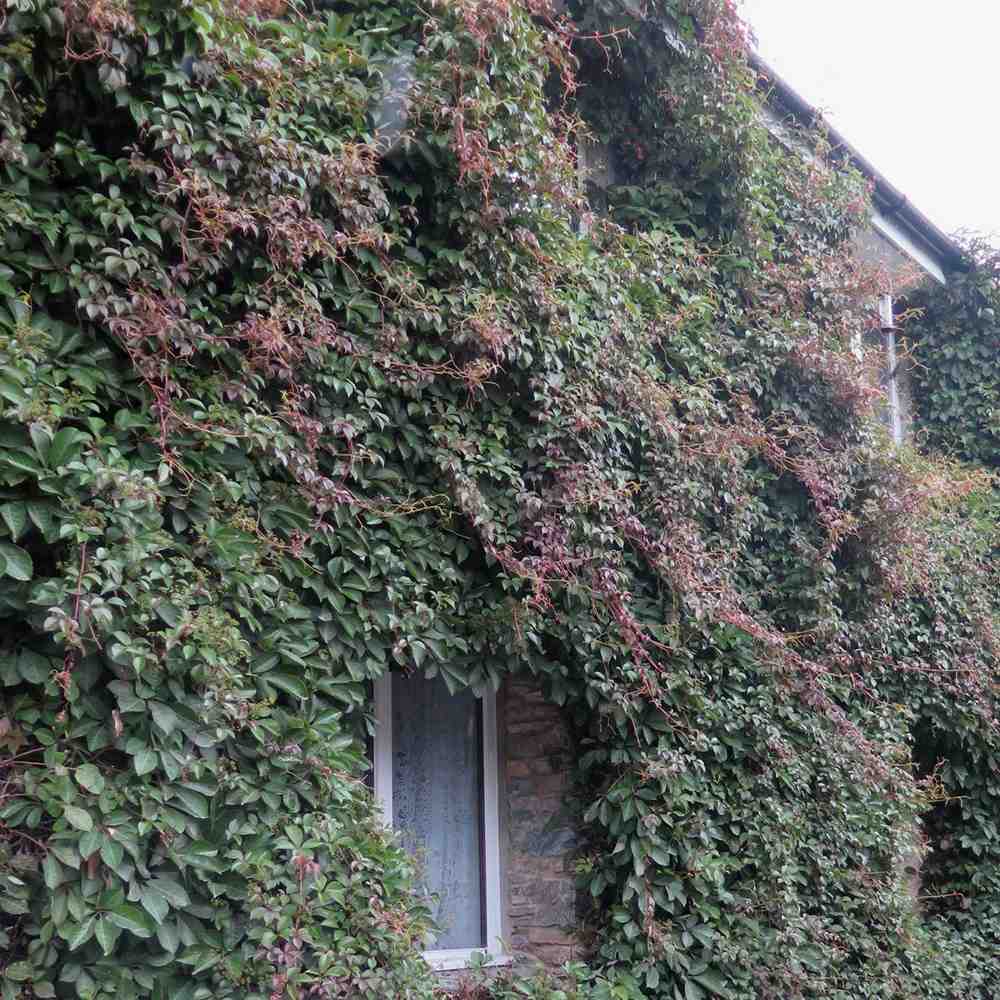 Vita Salbatica de Canada (Parthenocissus Henryana), cataratoare, cu frunze rosii de toamna - VERDENA-65 cm inaltime, livrat in ghiveci de 2 l