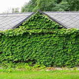 Vita Salbatica Tricuspidata Green Spring (Parthenocissus), cataratoare - VERDENA-65 cm inaltime, livrat in ghiveci de 2 l