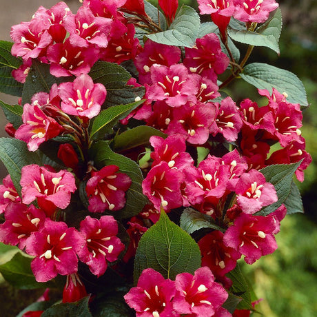 Weigela Bristol Ruby, cu flori rosu-rubiniu