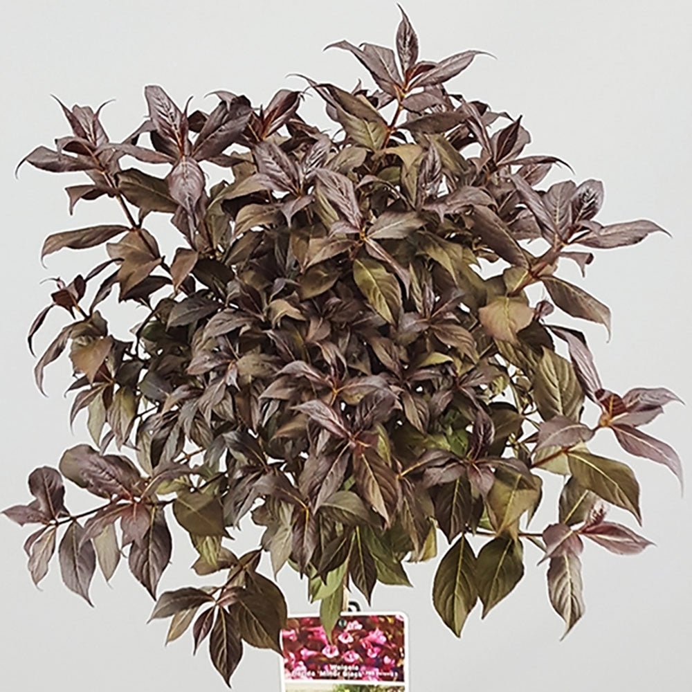 Weigela roz-cyclamen Minor Black - Tip Copac - VERDENA-Tulpina 50 cm inaltime, livrat in ghiveci de 7.5 l