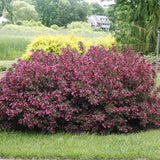 Weigela roz-inchis Alexandra - VERDENA-50-60 cm inaltime, in ghiveci de 4.6L