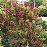 Weigela roz intens All Summer Monet - Tip Copac - VERDENA-Tulpina 50 cm inaltime, livrat in ghiveci de 7.5 l