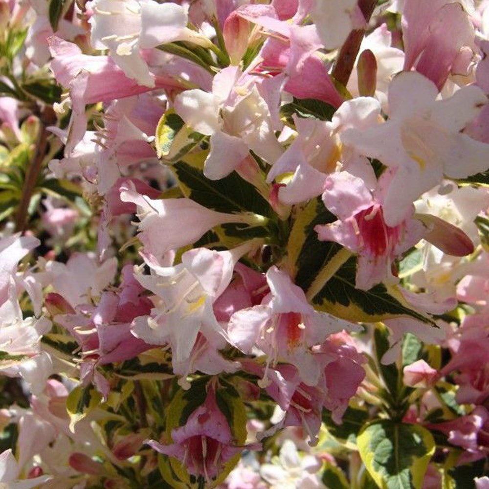 Weigela Variegata, cu marginii crem - VERDENA-40-60 cm inaltime, livrat in ghiveci de 2 l