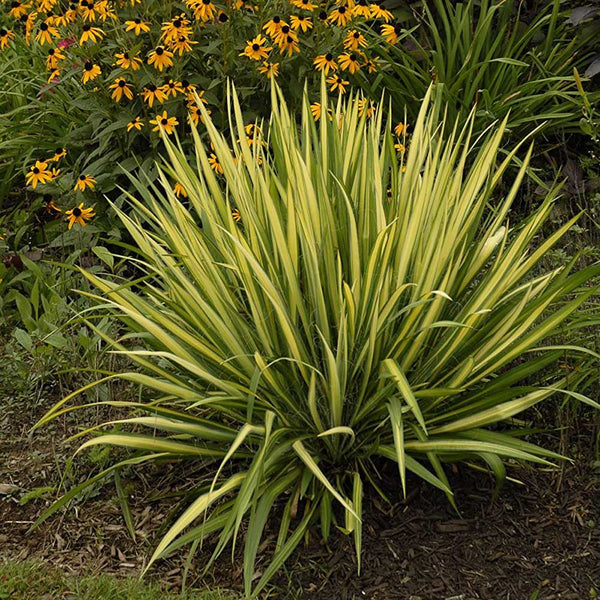 yucca-colour-guard-