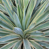 Yucca Gloriosa, 25-30 cm. la livrare, in ghiveci de 5L