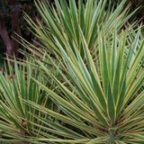 Yucca Variegata - VERDENA-40-50 cm inaltime, livrat in ghiveci de 5 l