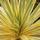 Yucca Walbristar - VERDENA-15 cm inaltime livrat in ghiveci de 1.3 L