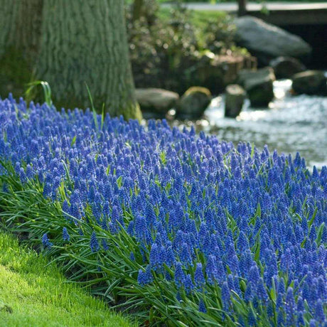 Zambila Struguras albastru (Muscari Armeniacum) - ghiveci cu 12 bulbi - VERDENA-flori lila, ghiveci de 1.3 l